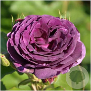 Rosa (F) Minerva GM rozenpot 4L