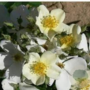 Rosa 'Musquée sans Soucis' GM rozenpot 4L