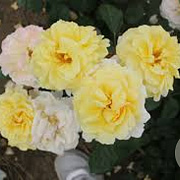 Rosa (H) Nadia Zerouali GM rozenpot 4L