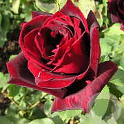 Rosa (T) Papa Meilland GM rozenpot 4L