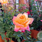Rosa (T) Pullman Orient Express GM rozenpot 4L
