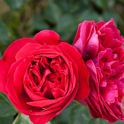 Rosa (F) Red Eden Rose GM rozenpot 4L