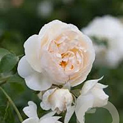 Rosa (H) Claire Austin GM vierkant 6 L