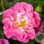 Rosa (M) Charmant GM rozenpot 3L