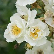 Rosa (K) 'Seagull' GM rozenpot 4L