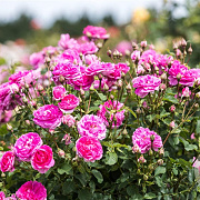 Rosa (H) England's Rose GM rozenpot 4L