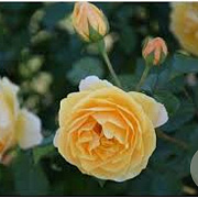 Rosa (F) Golden Border GM rozenpot 3L