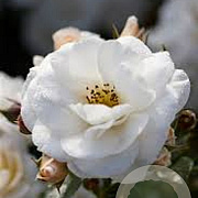 Rosa (F) Sirius GM rozenpot 3L