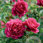 Rosa (H) Sir John Betjeman GM rozenpot 4L