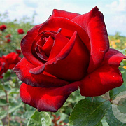 Rosa (T) Schwarze Madonna GM rozenpot 4L