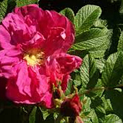 Rosa (R) Scarlet Pavement A kwaliteit wortelgoed wortelecht 2 tak