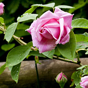 Rosa (F) Sweet Song GM rozenpot 4L