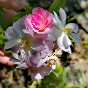 Rosa (K) Sweet Siluetta GM rozenpot 4L