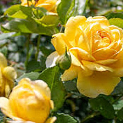 Rosa (H) The Poet's Wife GM rozenpot 4L