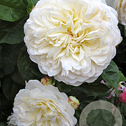 Rosa Tranquillity GM vierkant 6 L