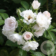 Rosa (R) 'White Grootendorst' GM rozenpot 4L