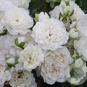 Rosa (H) White Meidilland A kwaliteit wortelgoed wortelecht 2 tak