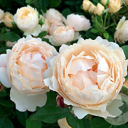 Rosa (H) Wollerton Old Hall GM vierkant 6 L