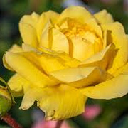 Rosa Yellow Meilove 90 cm stam 7L