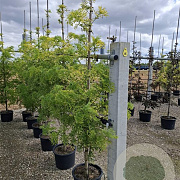 Sambucus nigra 'Golden Tower' Â® 40-50 cm P26