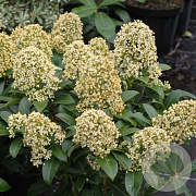 Skimmia j. 'Fragrant Cloud' 40-45 cm P22