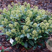 Skimmia j. 'Finchy' 35-40 cm P19