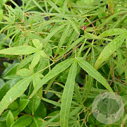 Acer pal. 'Linearilobum' 60-80 cm met kluit