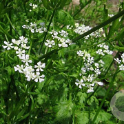 Anthriscus cerefolium GM P9