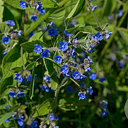 Anchusa officinalis GM P9