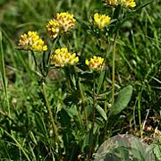 Anthyllis vulneraria GM P9