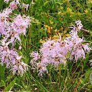Dianthus superbus GM P9