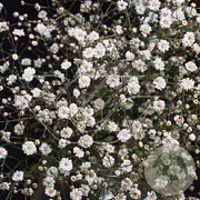 Gypsophila pan. 'Bristol Fairy' GM P9