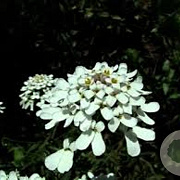Iberis semp. 'Schneeflocke' GM P9