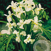 Iris sib. 'Snow Queen' GM P9