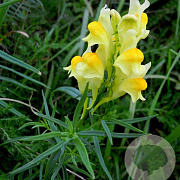 Linaria vulgaris GM P9