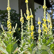 Verbascum thapsus GM P9