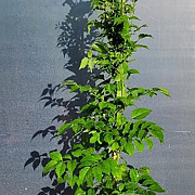 Campsis t. 'Mme Galen' 150-175 cm 7,5L