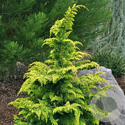 Chamaecyparis o. 'Fernspray Gold' 25-30 cm 3,5L