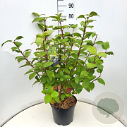 Cornus alba 'Sibirica' 60-80 cm 10L