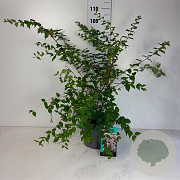 Kolkwitzia amabilis 60-80 cm 10L