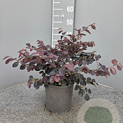 Loropetalum c. Black Pearl 30-40 cm 3,0L