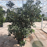 Pittosporum tobira 100-125 cm 30L