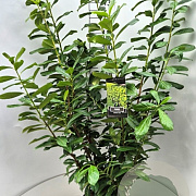 Prunus l. 'Novita' 125-150 cm 10L