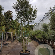 Quercus ilex 300-350 cm cont. 180L paraplu