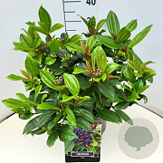 Viburnum davidii 35-40 cm 10L
