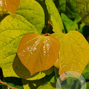 Cercis can. The Rising Sun 175-200 cm 15L