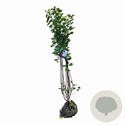 Cotinus coggygria 125-150 cm met kluit
