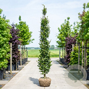 Fagus syl. 'Dawyck' 250-300 cm met kluit