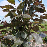 Fagus syl. 'Latifolia' 175-200 cm met kluit