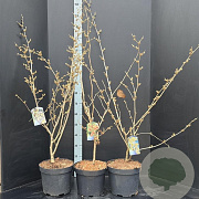Hamamelis int. 'Arnold Promise' 100-125 cm 10L